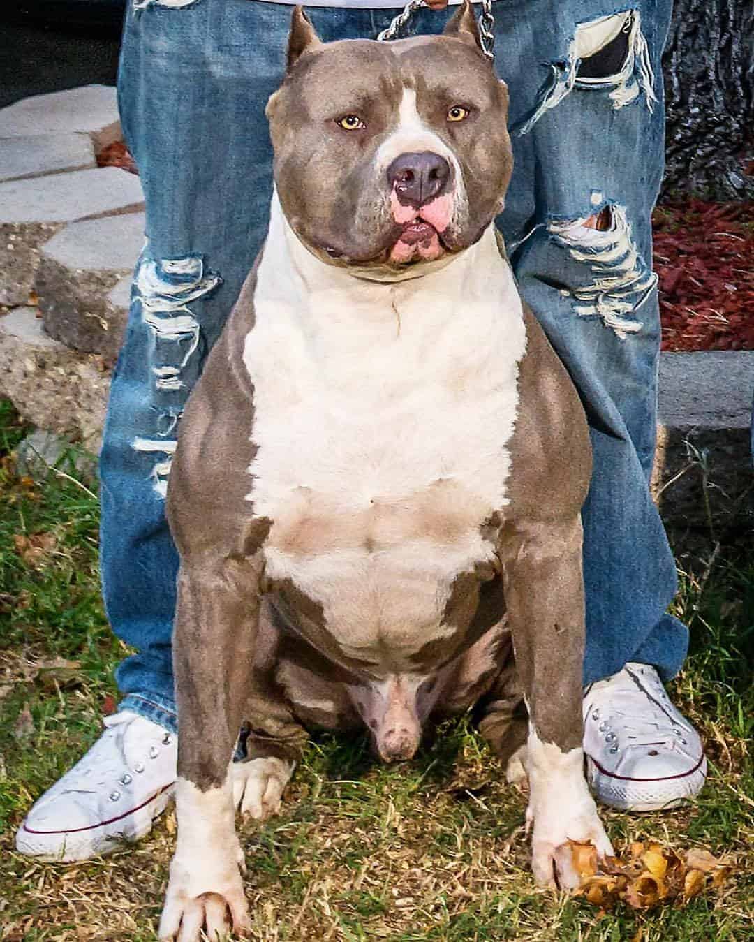 XL PITBULL PUPPIES FOR SALE CHAMPAGNE XXL PITBULL PUPPIES LILAC