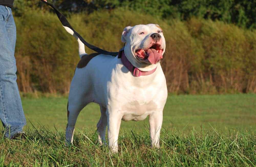 CHAMPAGNE XXL PITBULL