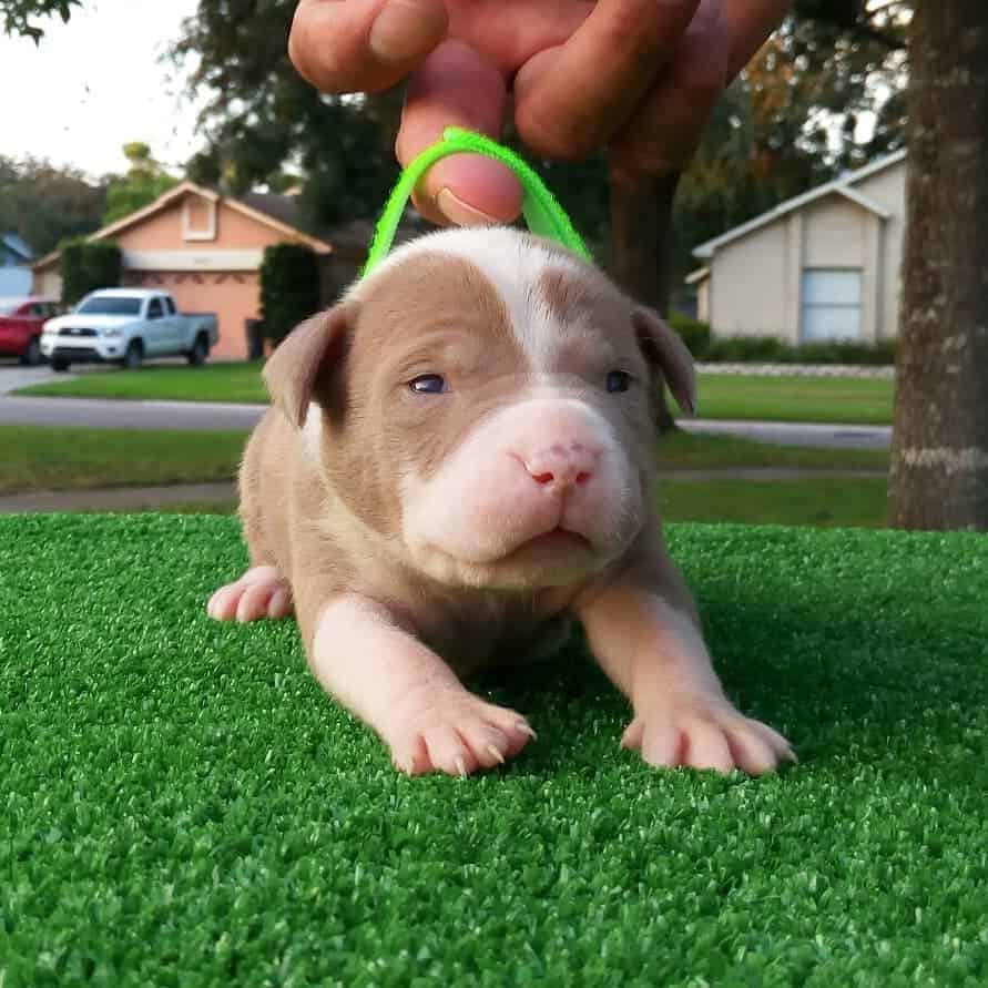 Buy Puppies For Sale Pitbull In Northern Ireland UK