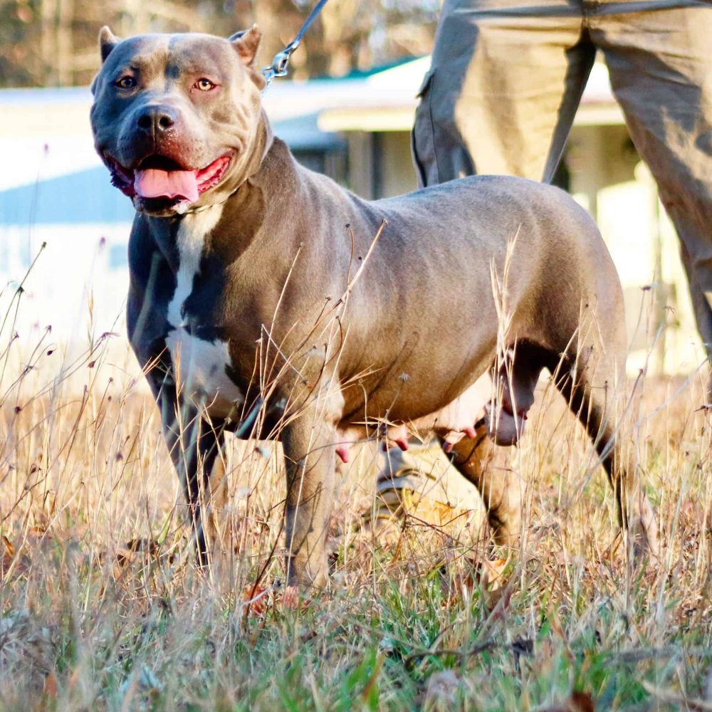 CHAMPAGNE XL PITBULL