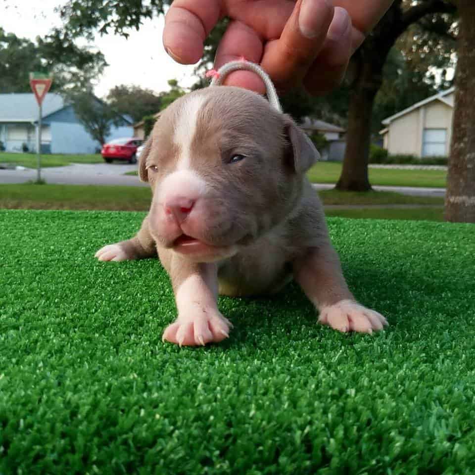XL PITBULL PUPPIES FOR SALE | CHAMPAGNE XXL PITBULL ...