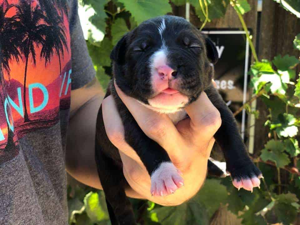ManMade Kennels Cali XXL Pitbull puppy