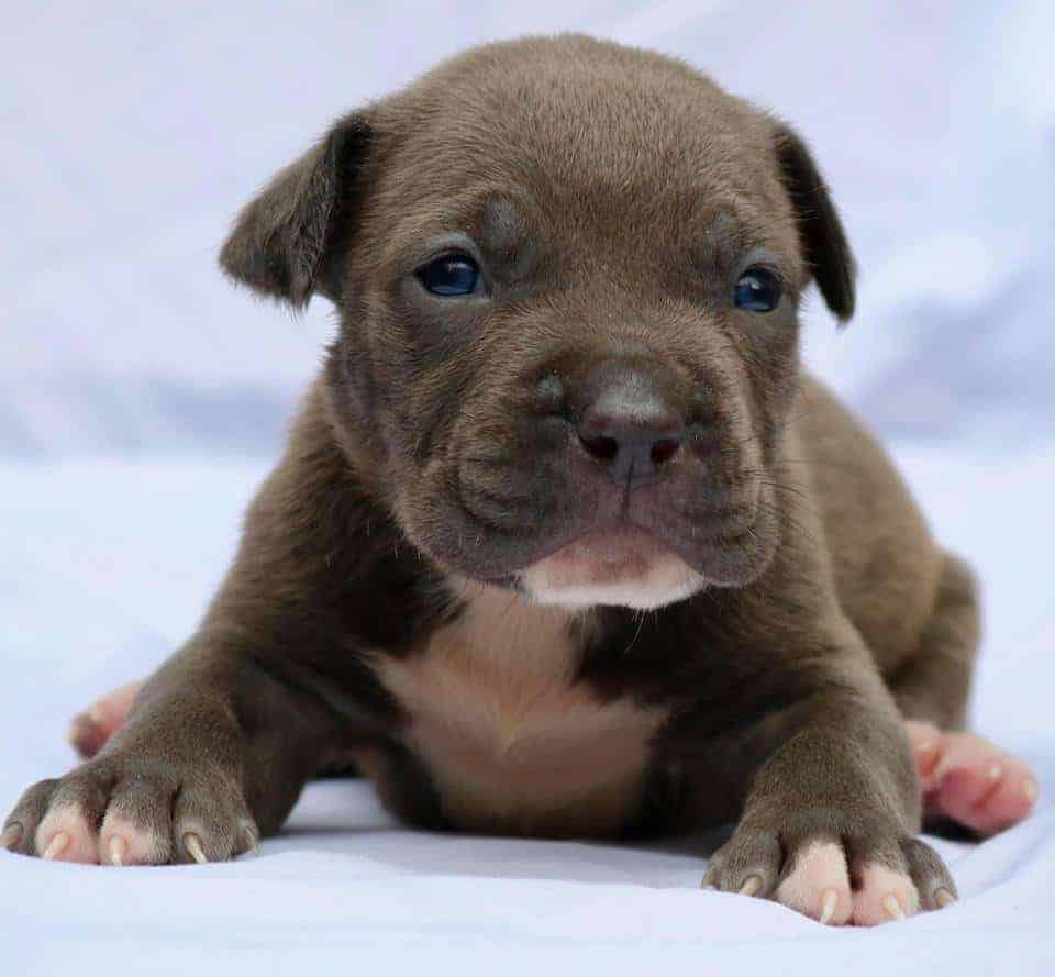 XL PITBULL PUPPIES FOR SALE | CHAMPAGNE XXL PITBULL PUPPIES | LILAC