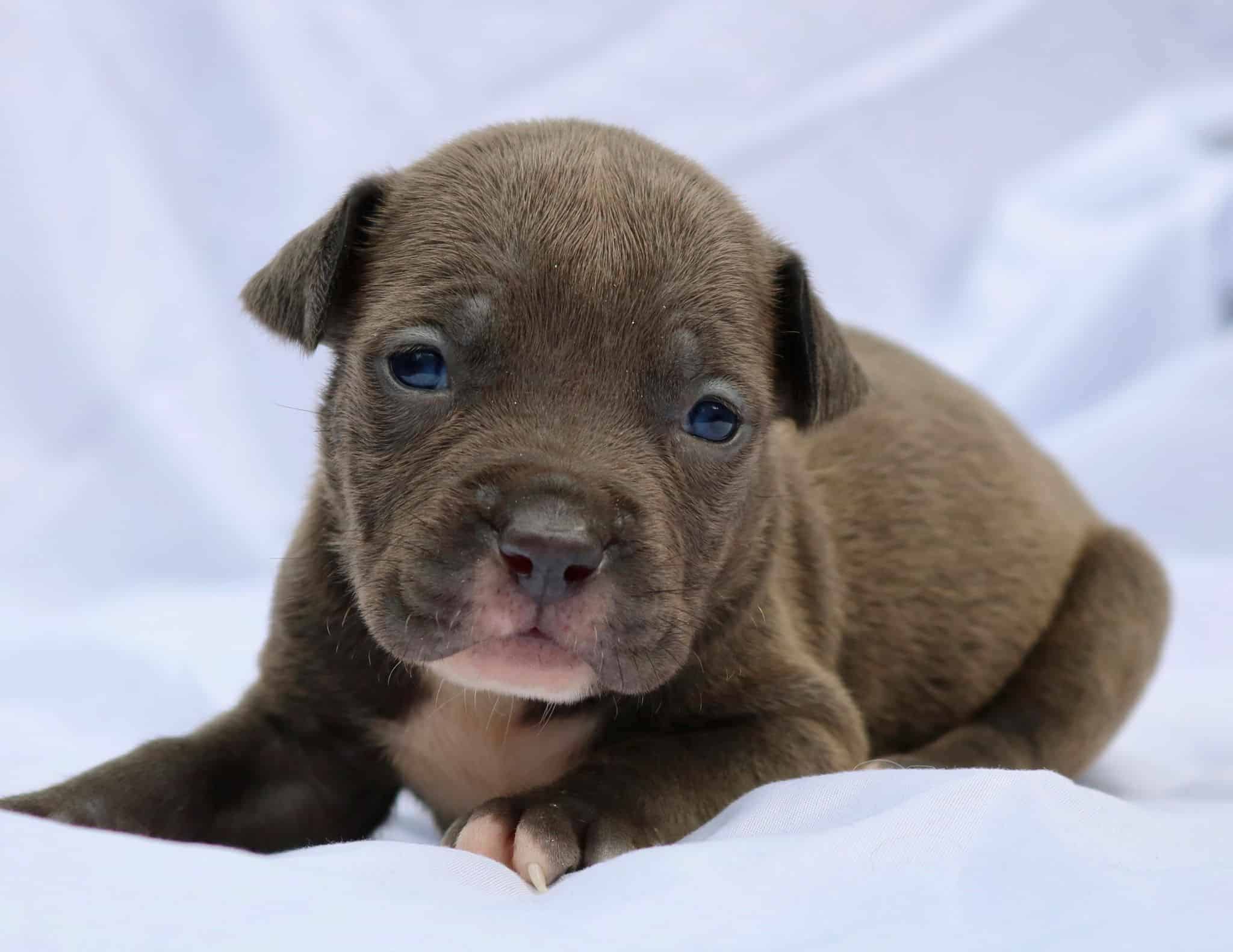 Xxl Bullies For Sale XL PITBULL PUPPIES FOR SALE