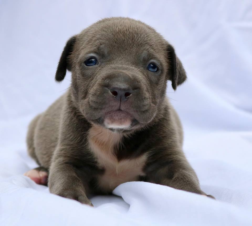 55 Top Pictures Xl Pitbull Puppies For Sale - XL PITBULL PUPPIES FOR SALE | CHAMPAGNE XXL PITBULL ...