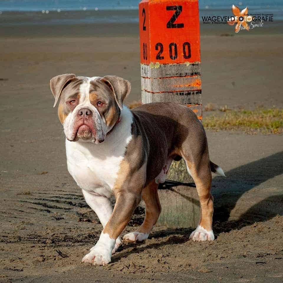 xl pit bull puppies for sale