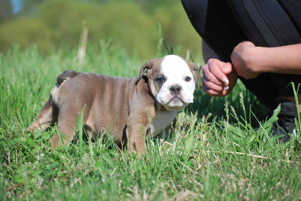 BLACK TRI ENGLISH BULLDOG