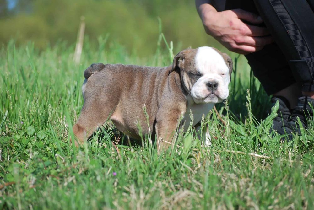 BLACK TRI ENGLISH BULLDOG