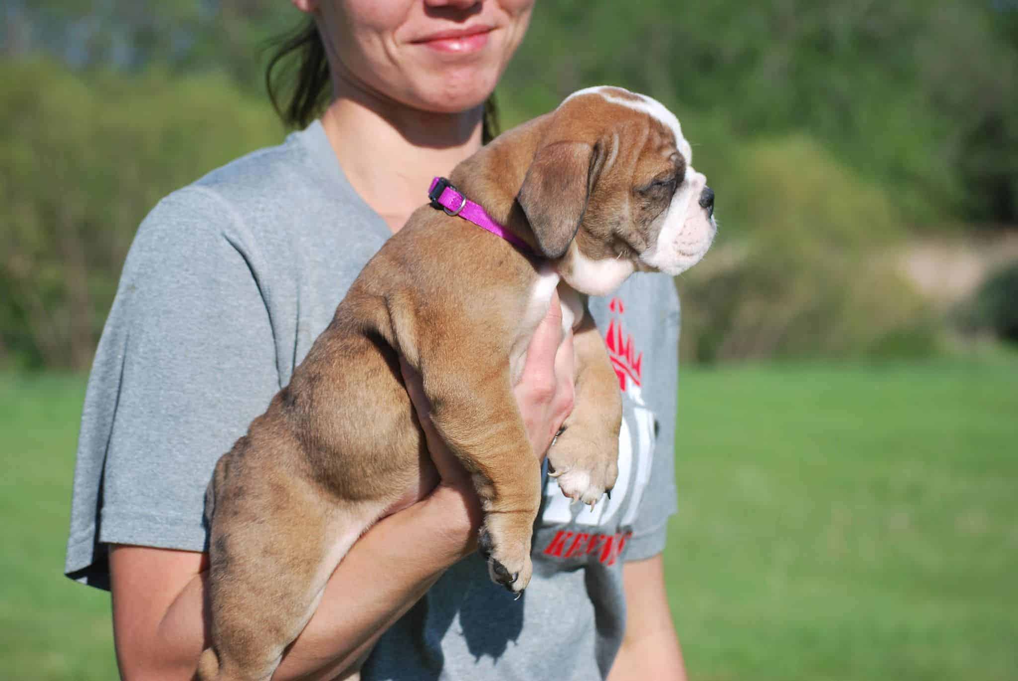 LILAC ENGLISH BULLDOG