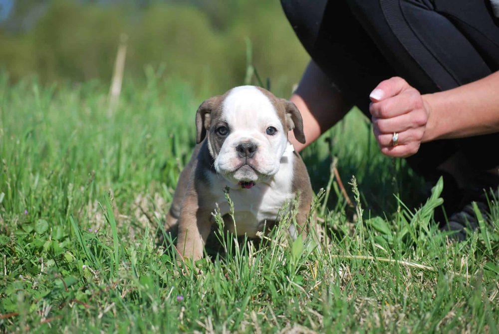 LILAC ENGLISH BULLDOG