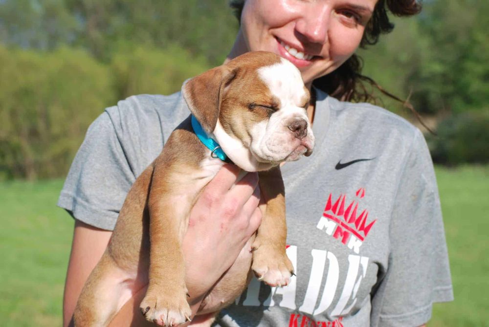 BLACK TRI ENGLISH BULLDOG