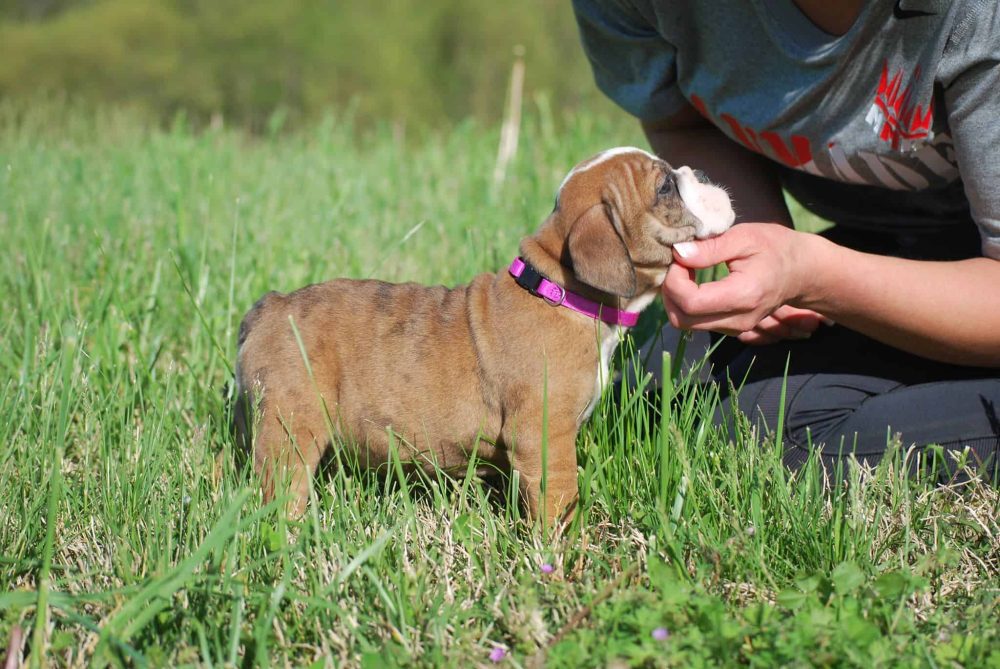 BLACK TRI ENGLISH BULLDOG