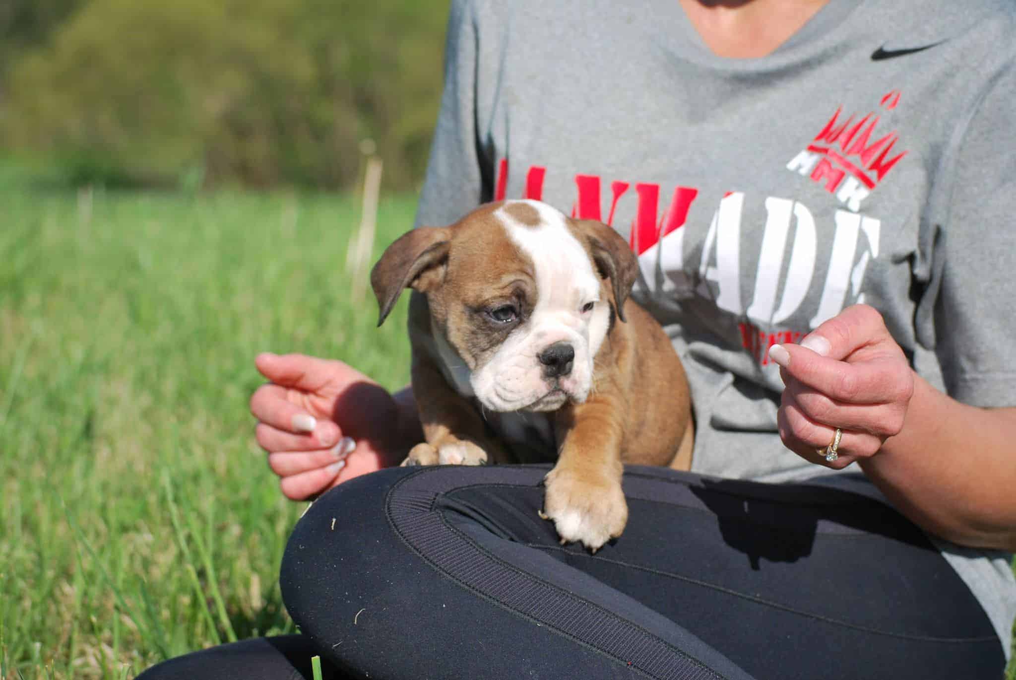 BLACK TRI ENGLISH BULLDOG