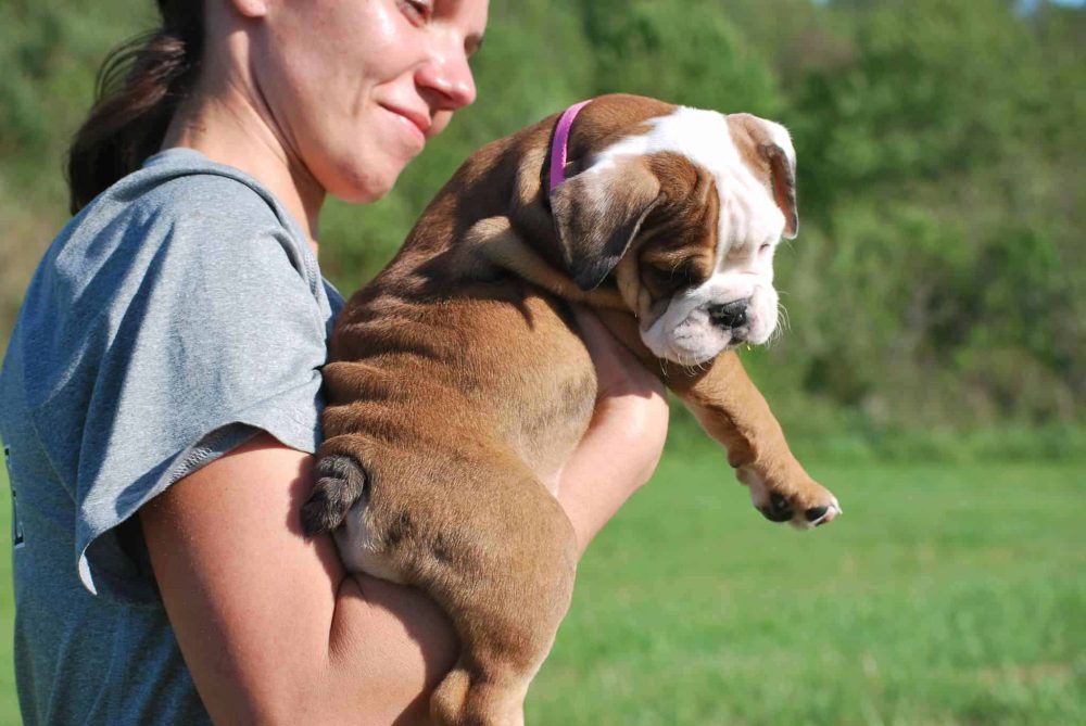 BLACK TRI ENGLISH BULLDOG