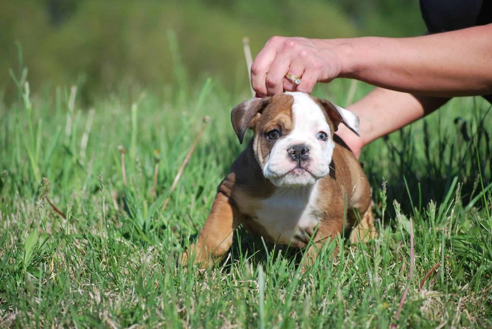 BLACK TRI ENGLISH BULLDOG