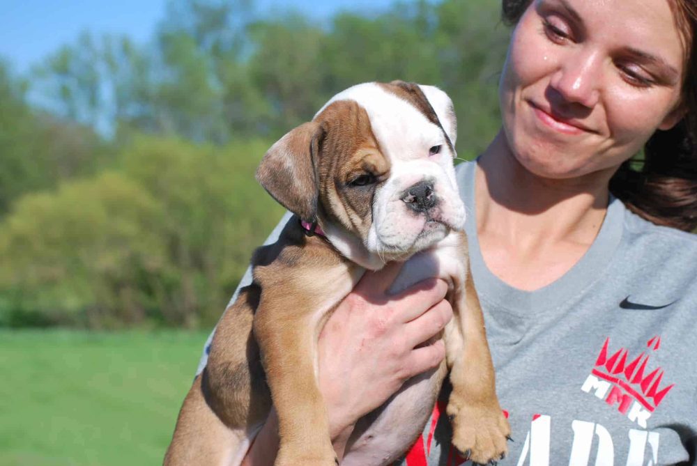 LILAC ENGLISH BULLDOG