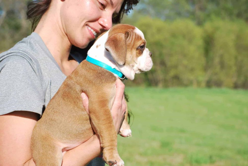 BLACK TRI ENGLISH BULLDOG