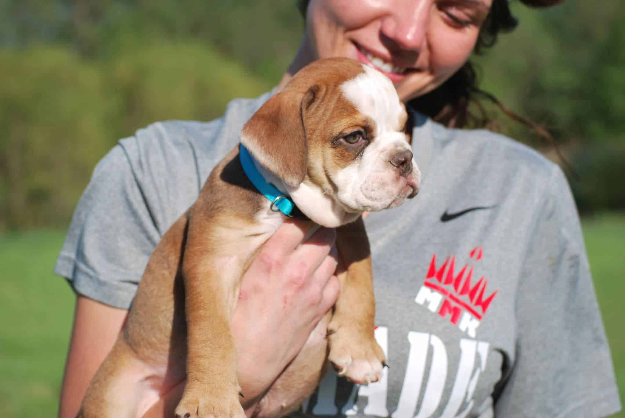 LILAC ENGLISH BULLDOG