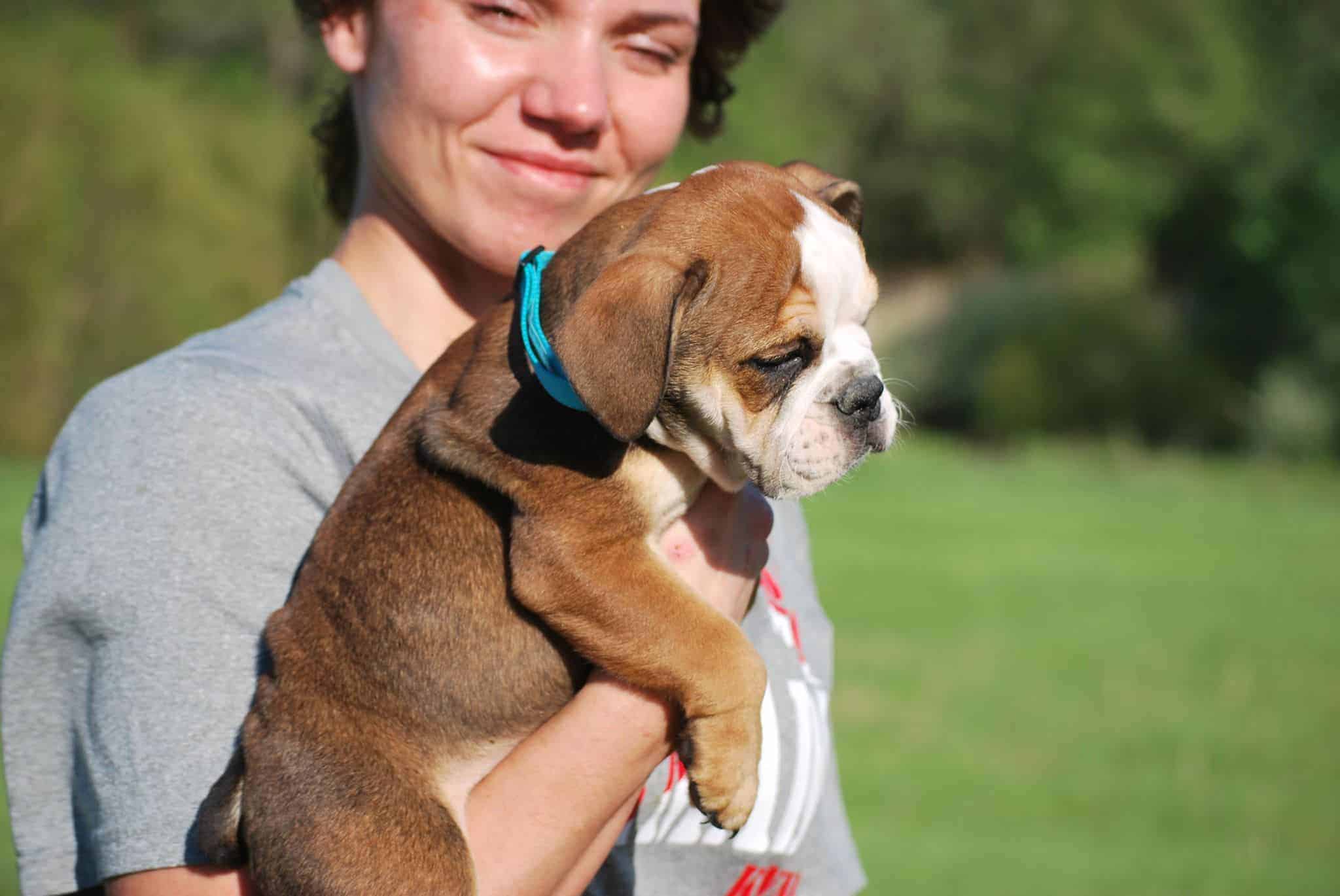 LILAC ENGLISH BULLDOG