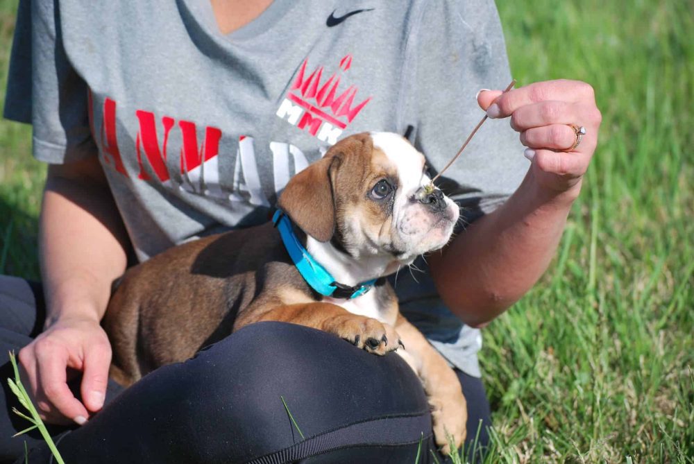 BLACK TRI ENGLISH BULLDOG