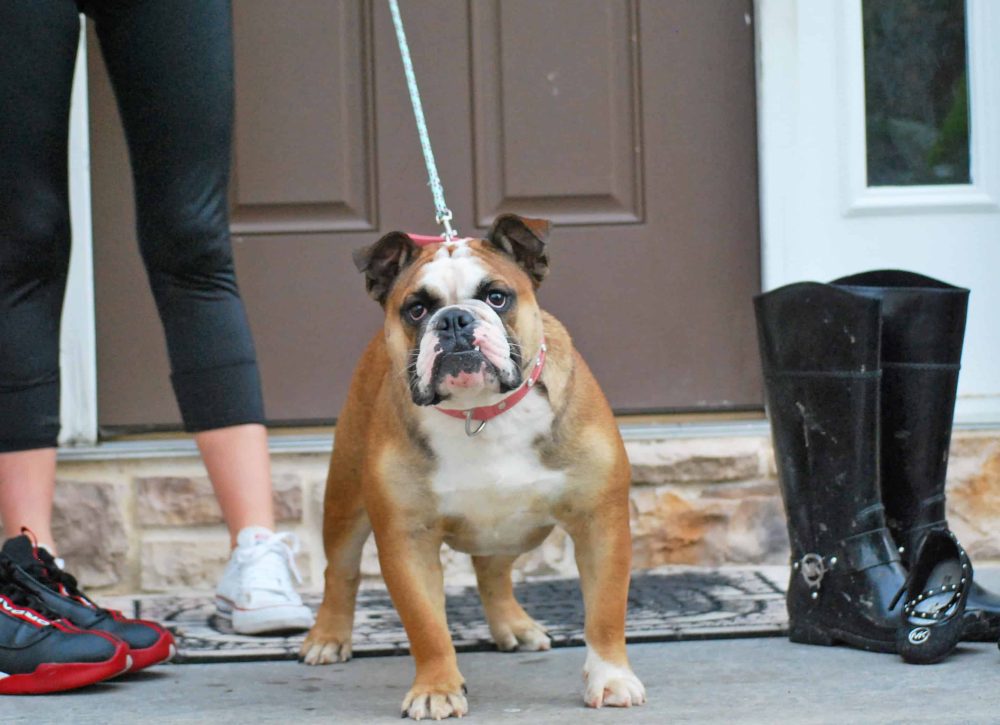 ENGLISH BULLDOG