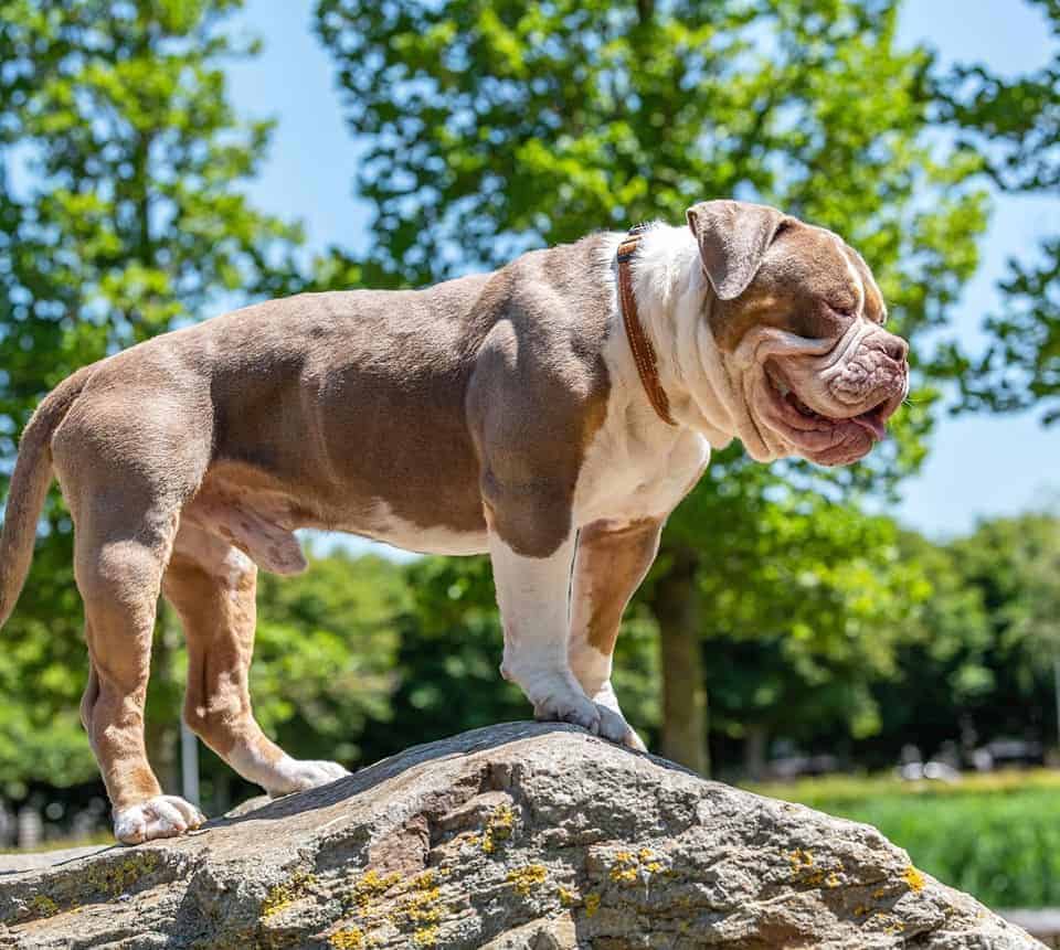 Tri colored pitbull pups