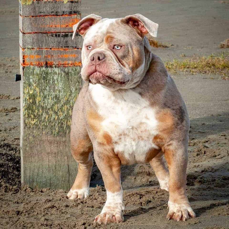 lilac tri merle pit bull puppies