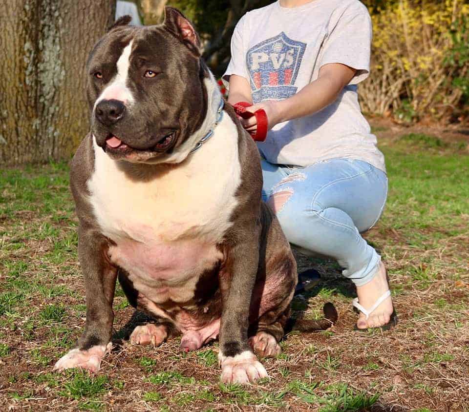 XL PITBULL PUPPIES FOR SALE PIT BULL PUPPIES AVAILABLE NOW