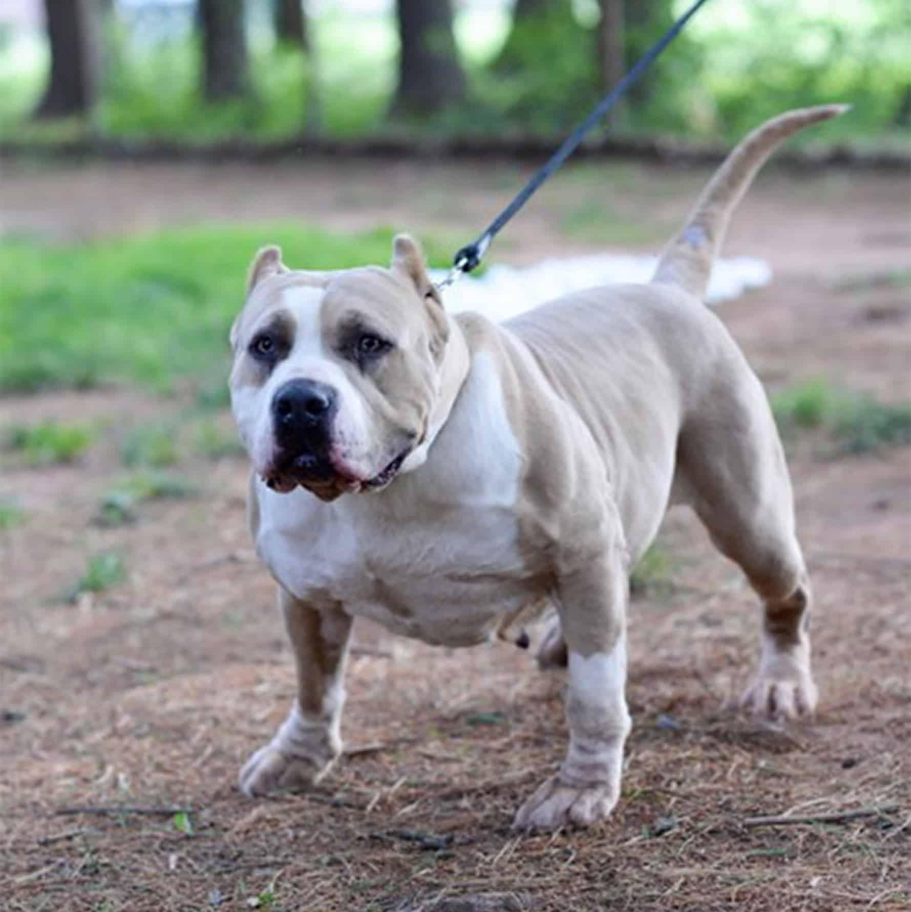 pit bull puppies for sale Blue Fawn