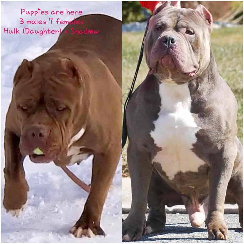 pit bull puppies for sale