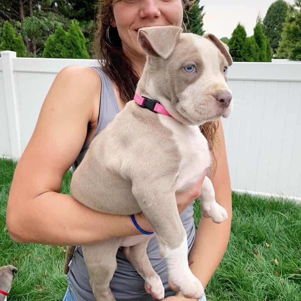 Pitbull puppies for sale staten island