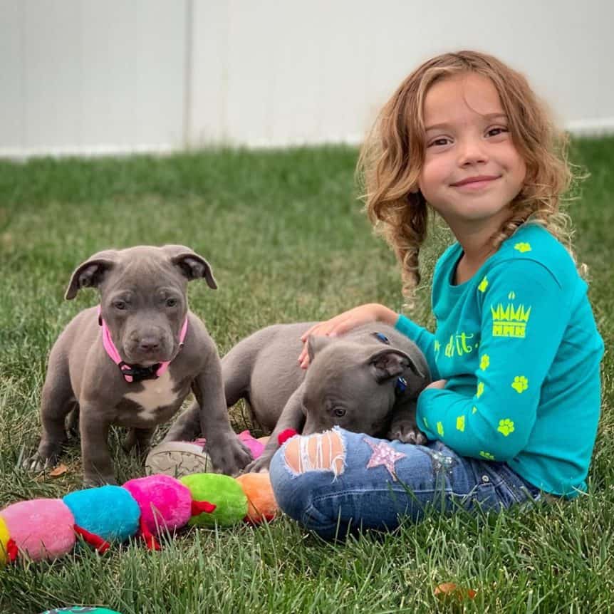 bluenose pit bull puppies for sale