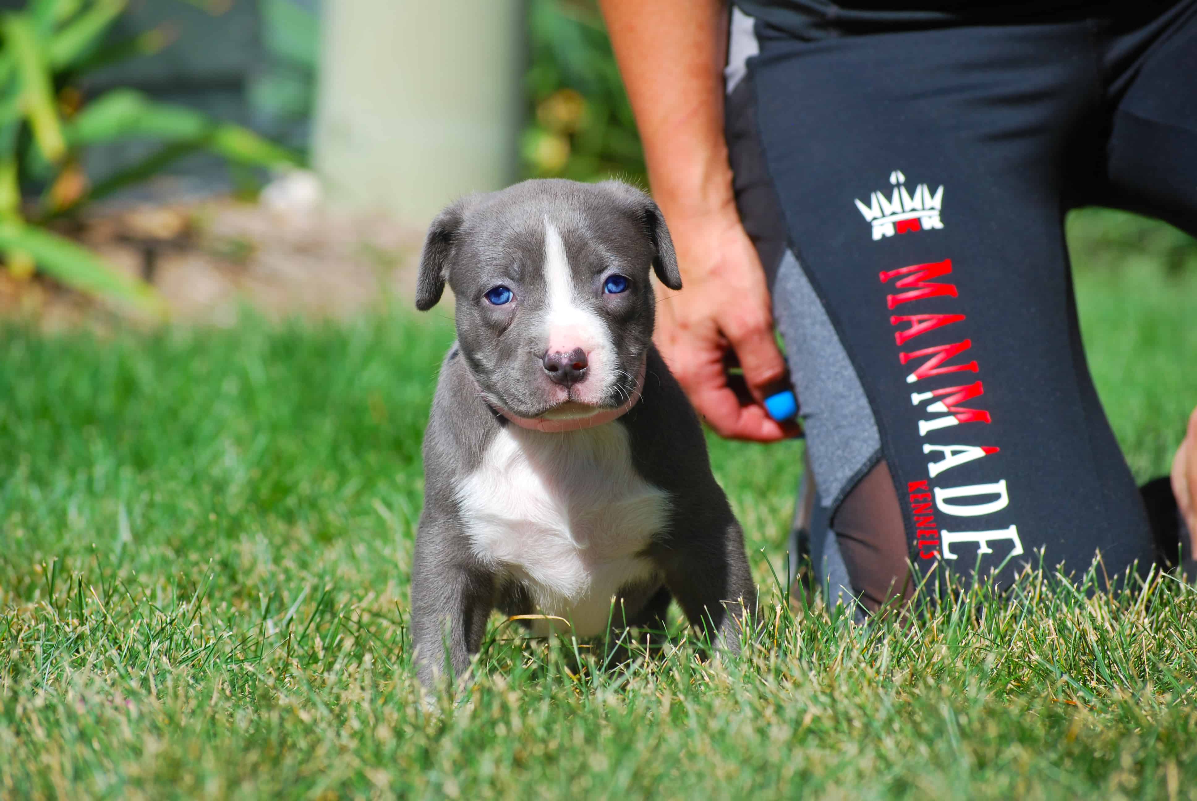 XL PITBULL PUPPIES FOR SALE PIT BULL PUPPIES AVAILABLE NOW