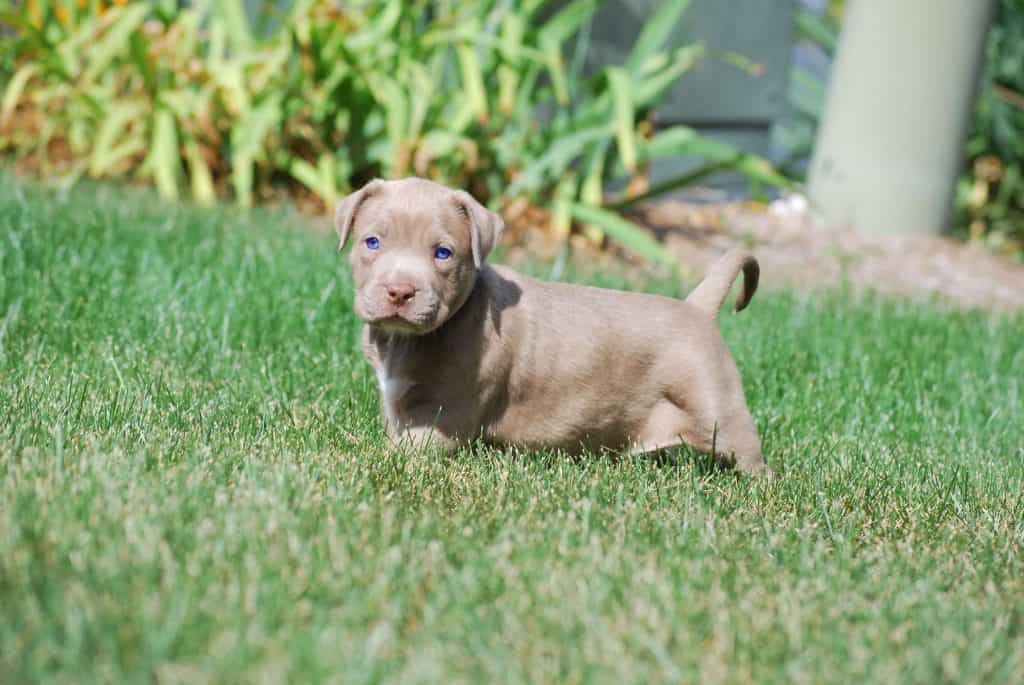 What You Should Know Before Buying a Pitbull Puppy for Sale