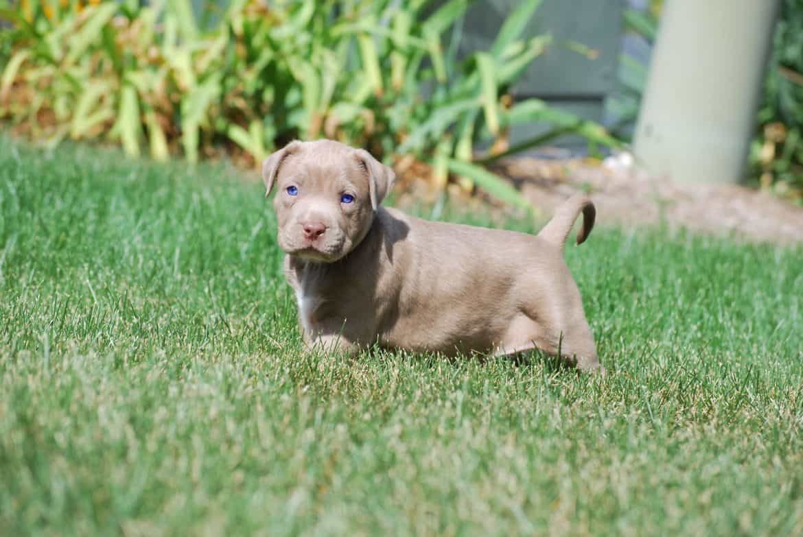 champage pitbull puppies for sale