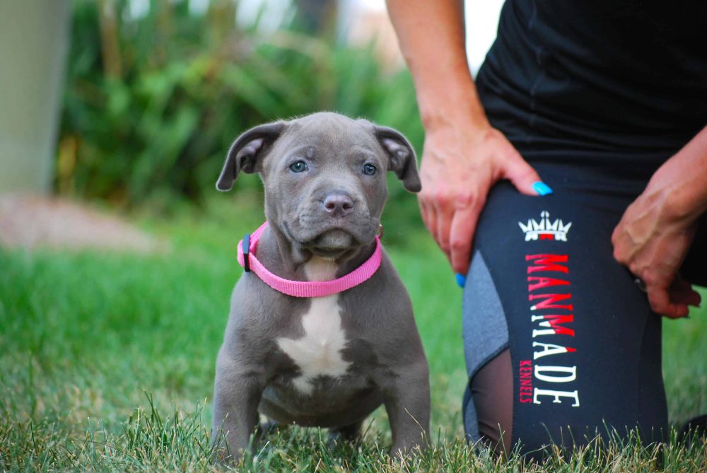 XL PITBULL PUPPIES FOR SALE PIT BULL PUPPIES AVAILABLE NOW