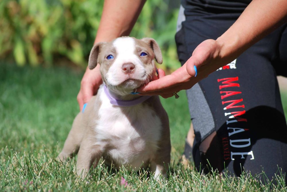 Champagne Pitbull Puppies The Ultimate Guide for FirstTime Owners