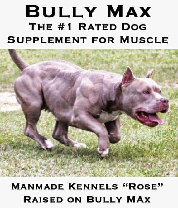 rednose pitbull puppies for sale