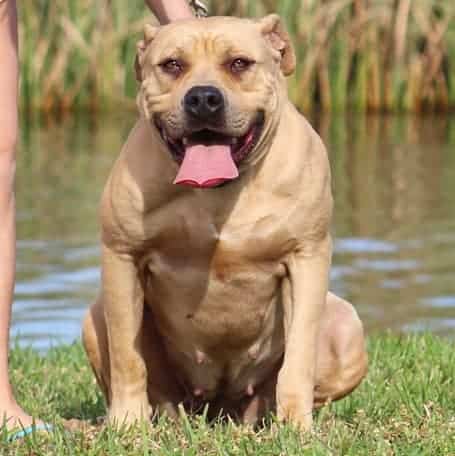 Blue Pitbull Puppies