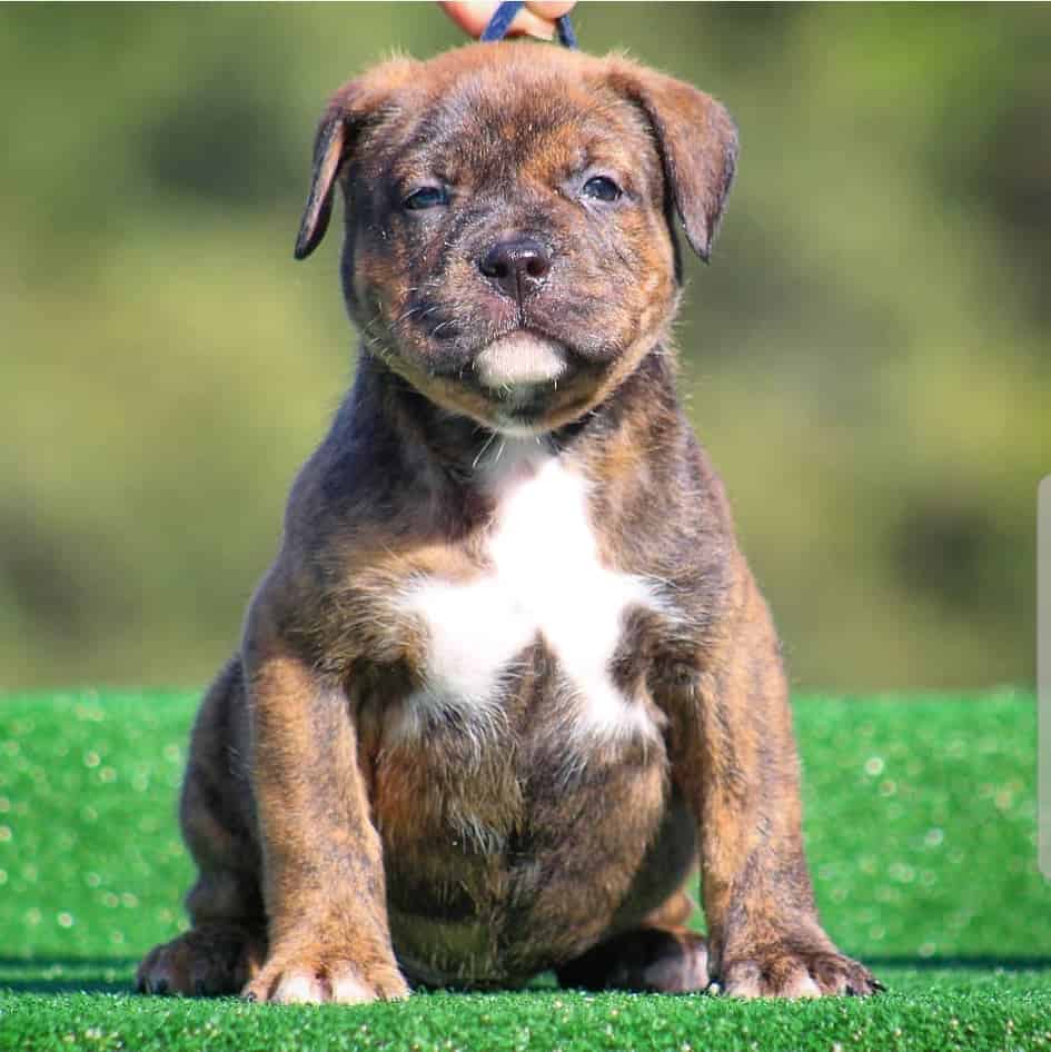 blue nose pit bull puppy for sale