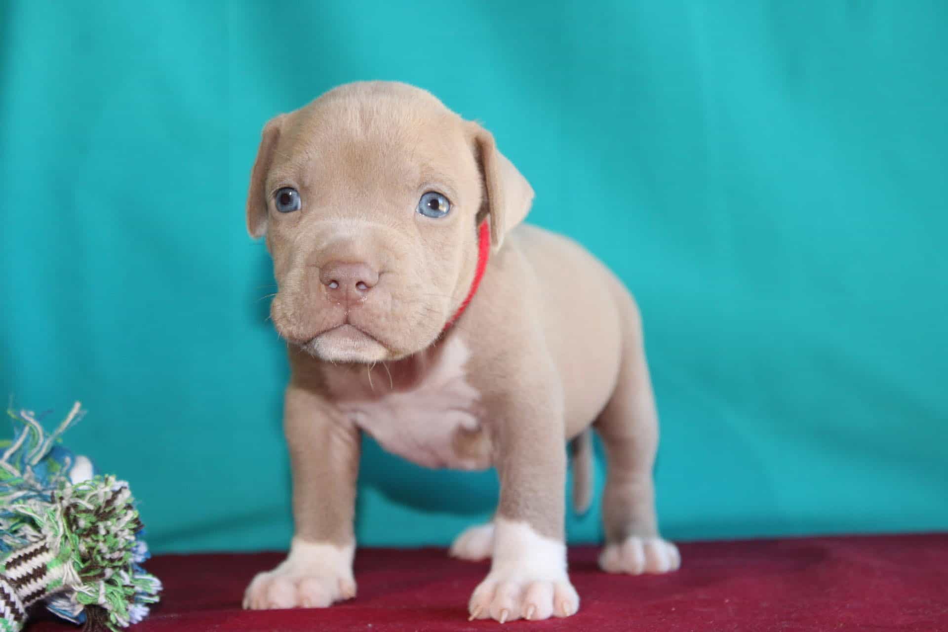 champagne pitbull puppy for sale