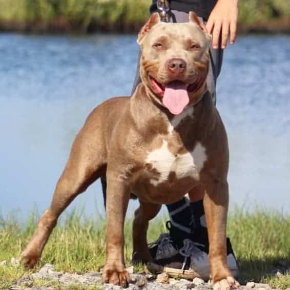 XXL Pit Bull Bluenose Puppy