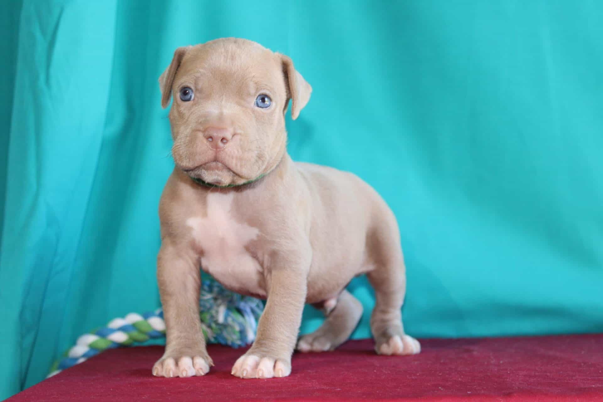bluenose pitbull puppies for sale