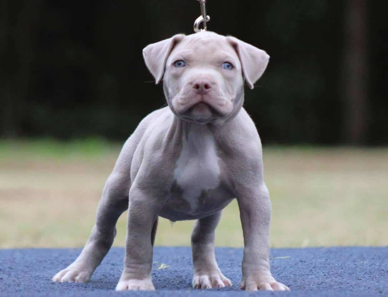 XL PITBULL PUPPIES FOR SALE PIT BULL PUPPIES AVAILABLE NOW
