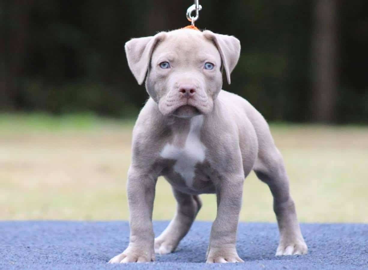 champagne pitbull puppy lion