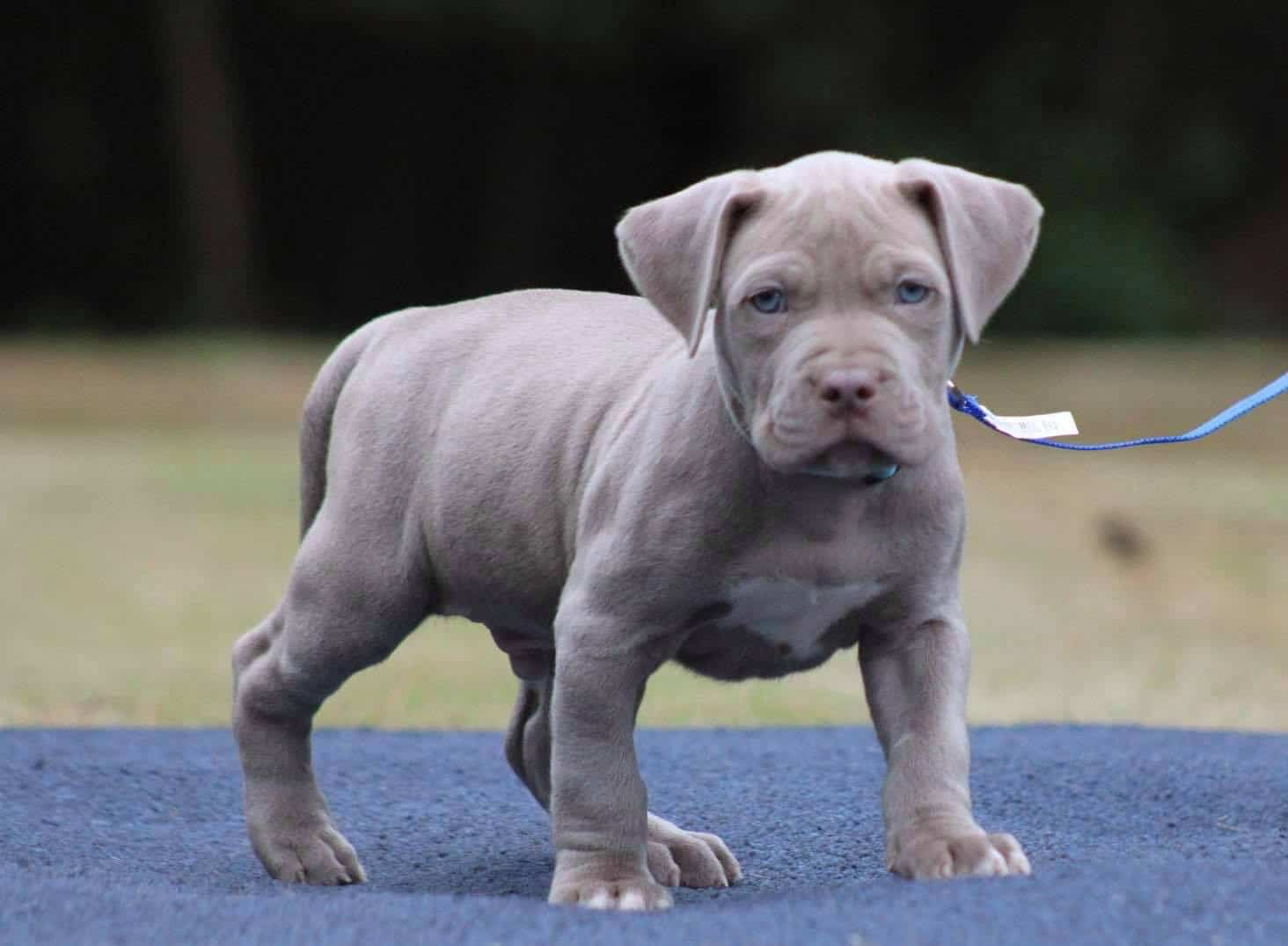 Black Blue Pitbull Puppies