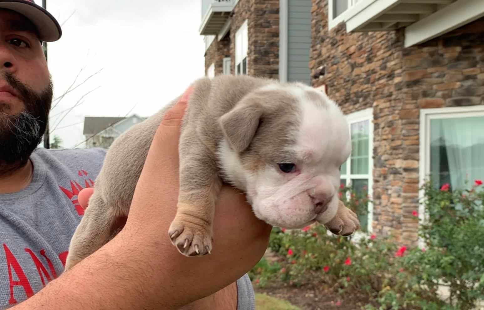 BLACK TRI ENGLISH BULLDOG