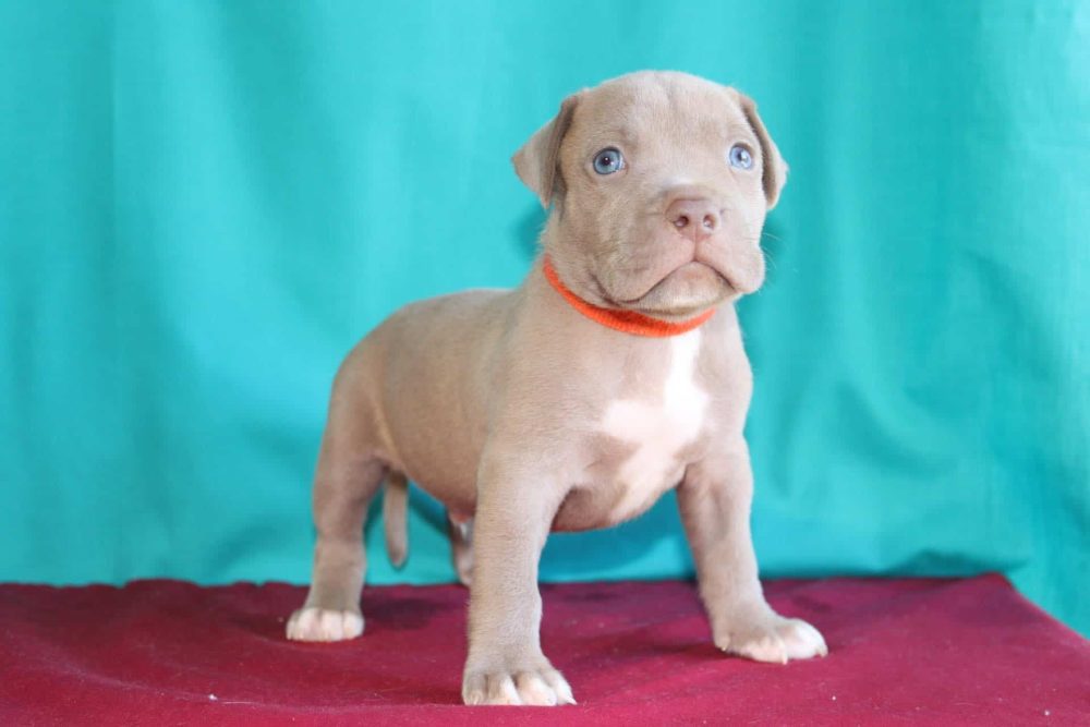 champagne pitbull puppy lion