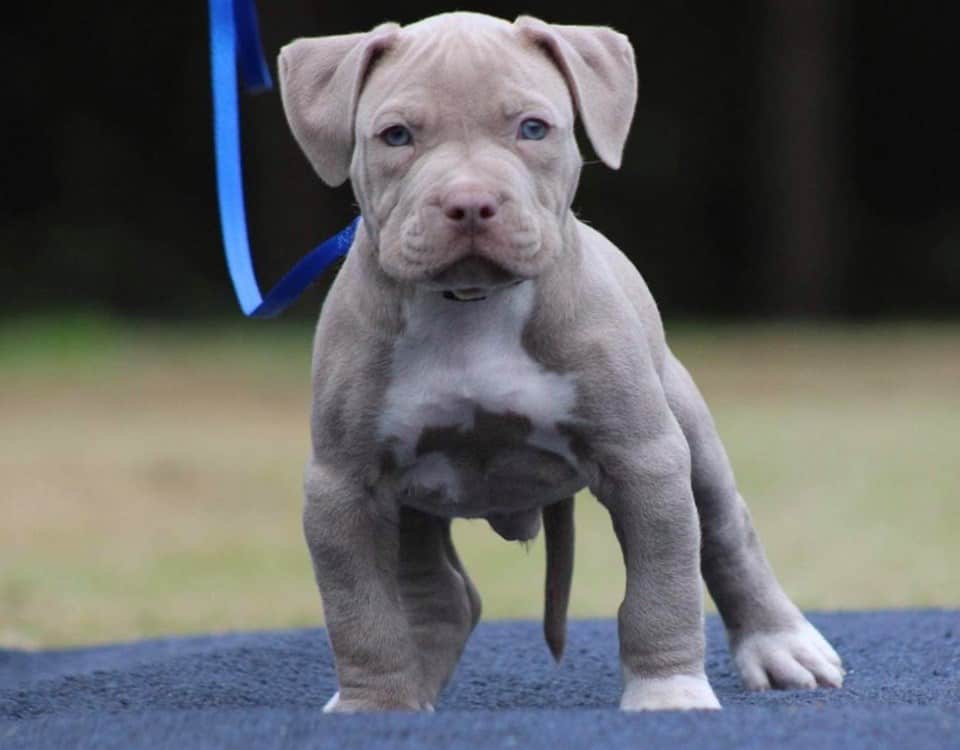 pitbull puppy for sale