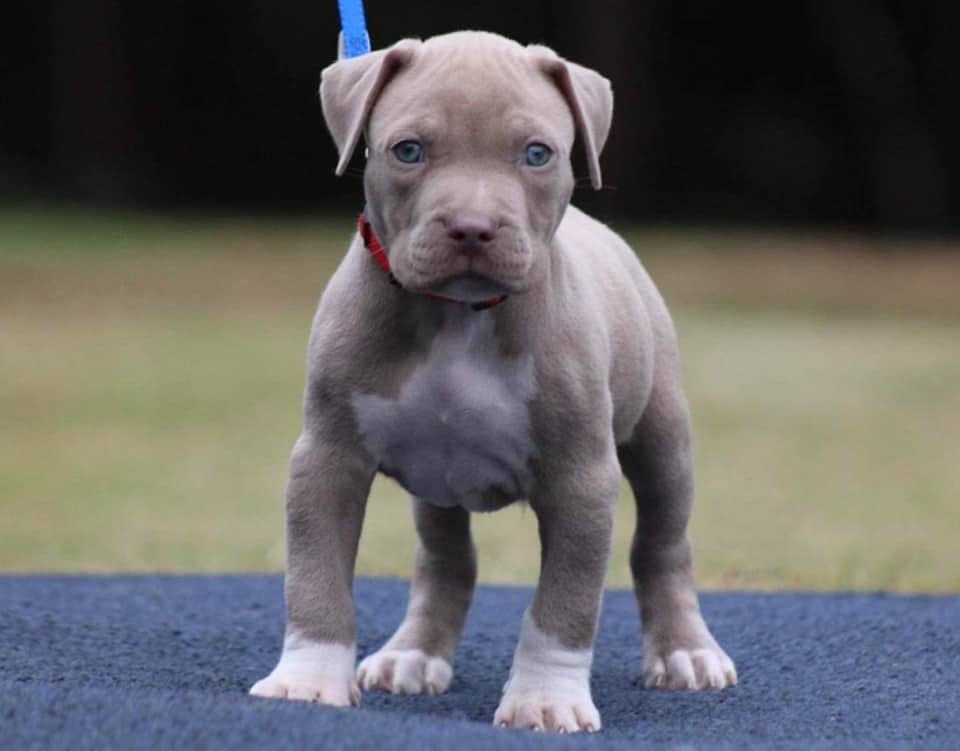 XL PITBULL PUPPIES FOR SALE PIT BULL PUPPIES AVAILABLE NOW